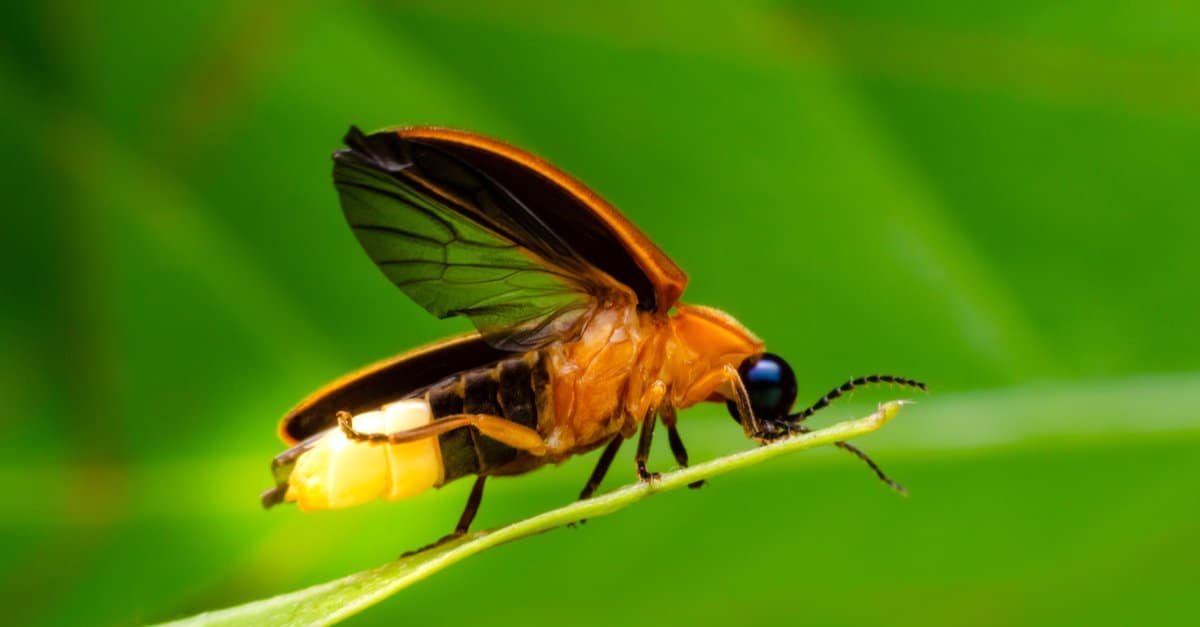 Types of Fireflies in Pennsylvania