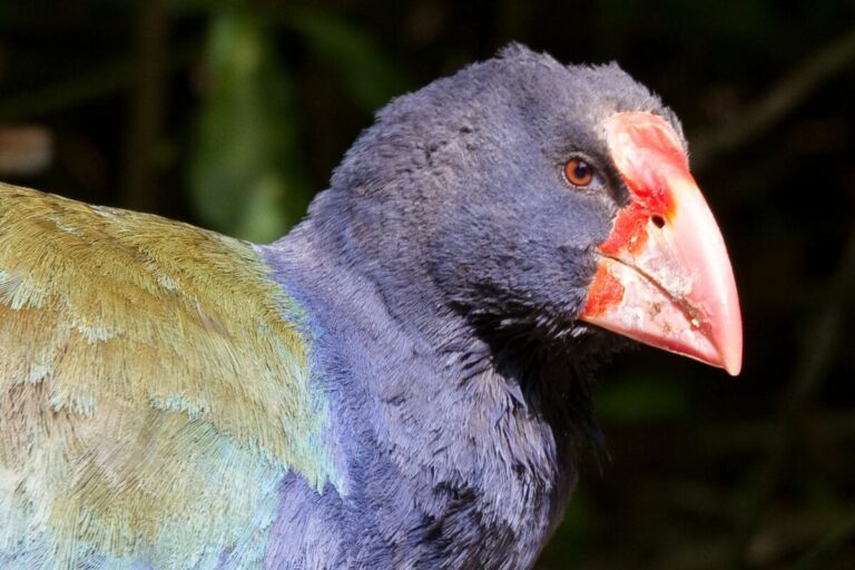 Types of Pigeons Starting With the Letter T (With Pictures)