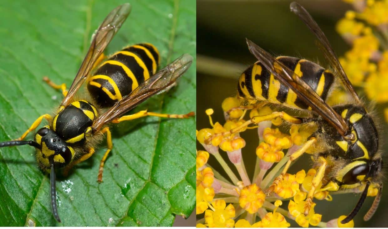 Types of Wasps in Illinois