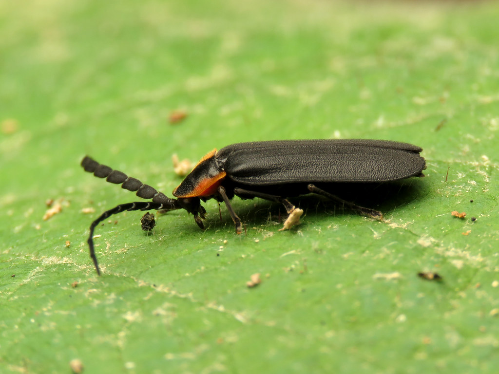 Black Firefly