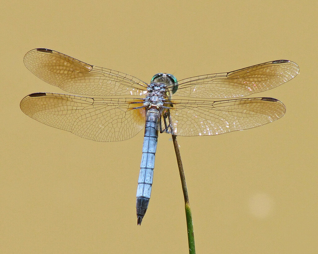Blue Dasher