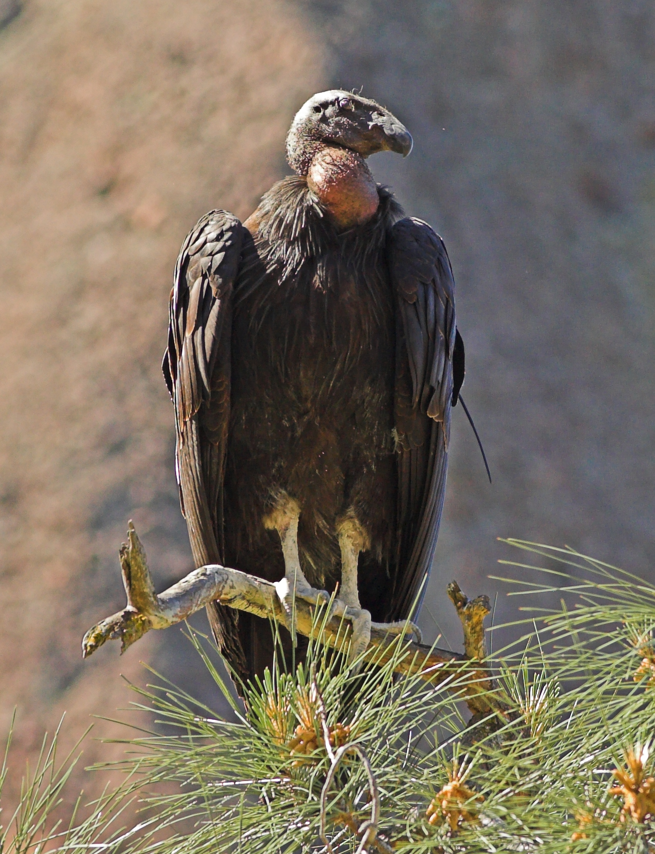 California Condor (Gymnogyps Californianus)
