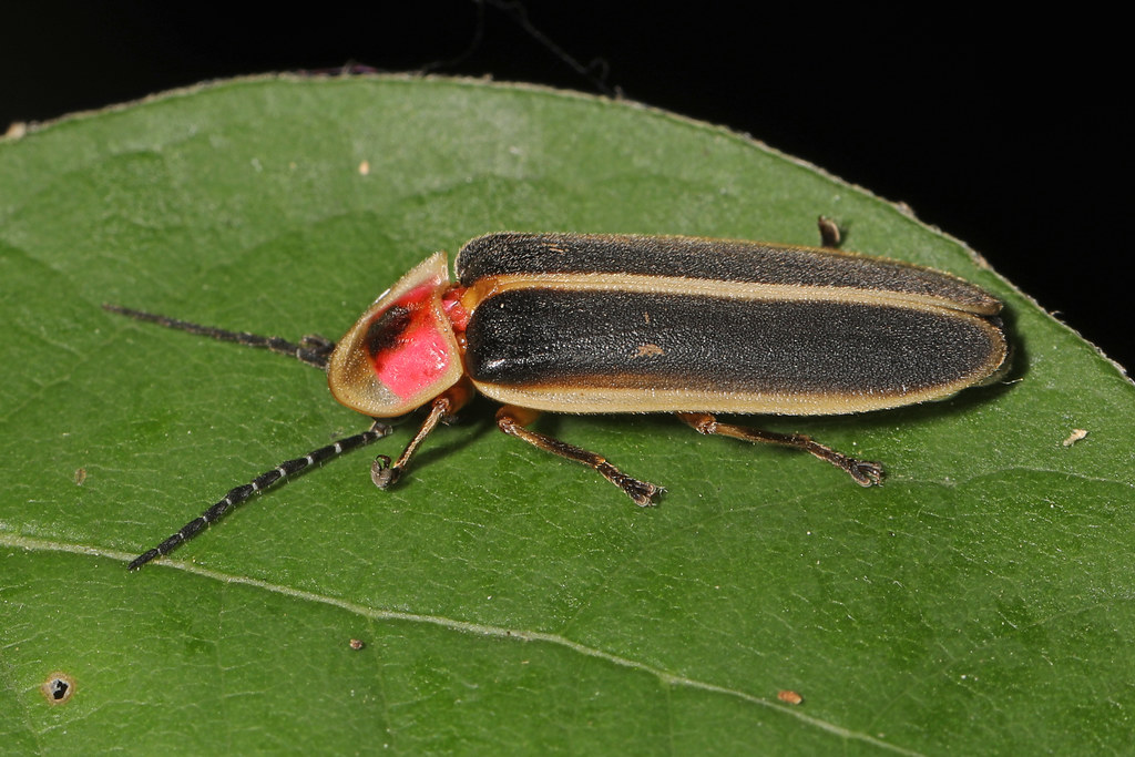Common Eastern Firefly
