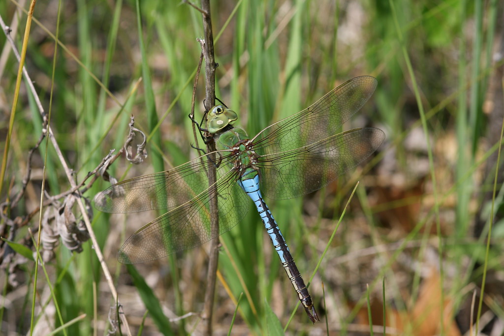 Common Green Darner