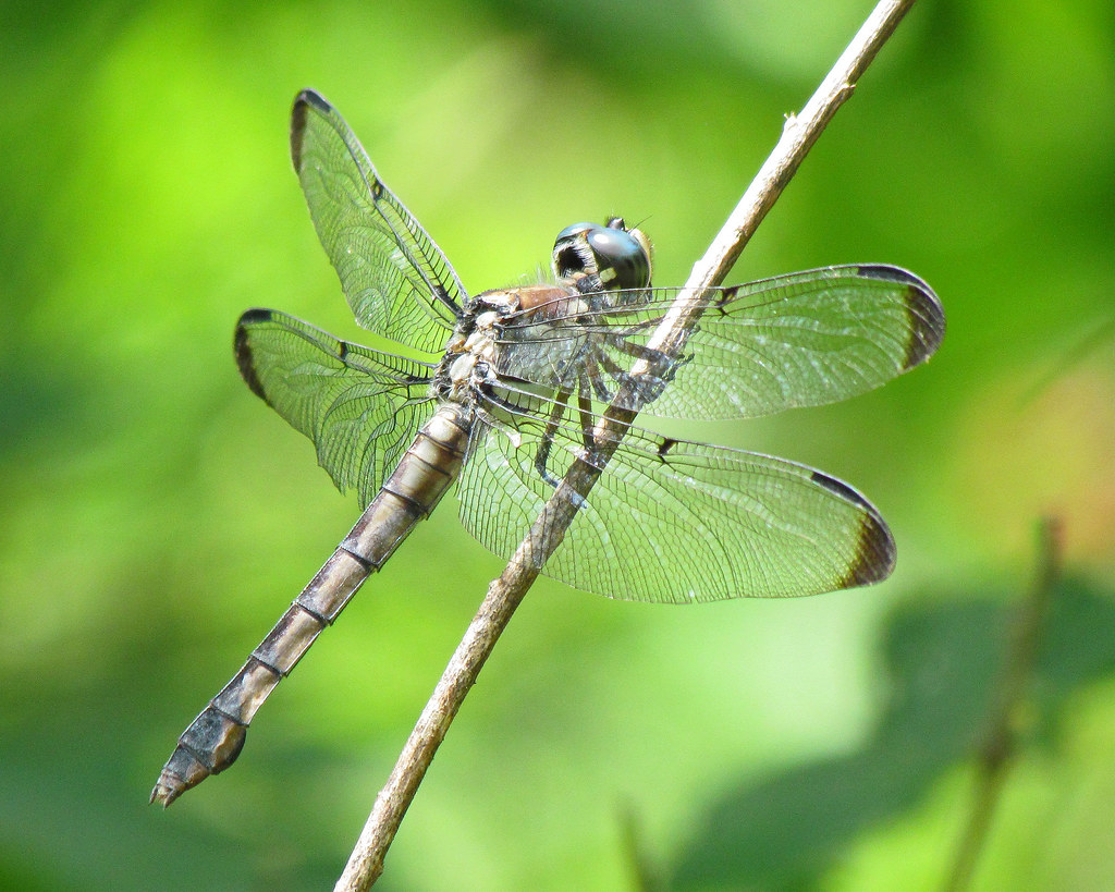 Great Blue Skimmer