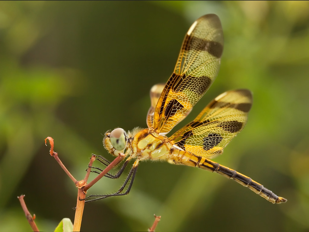 Halloween Pennant