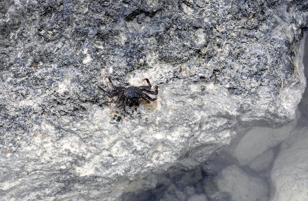 Hawaiian Red Rock Crab ('A'ama)