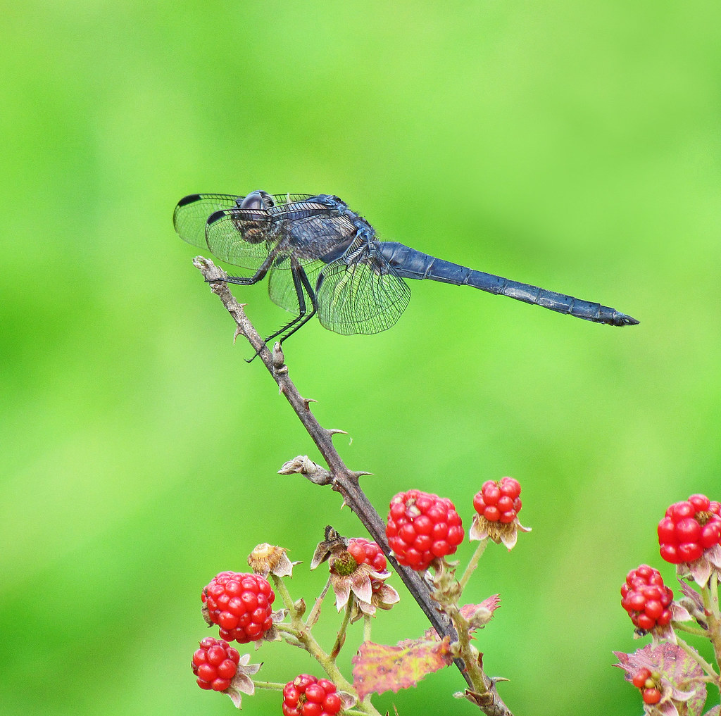 Slaty Skimmer