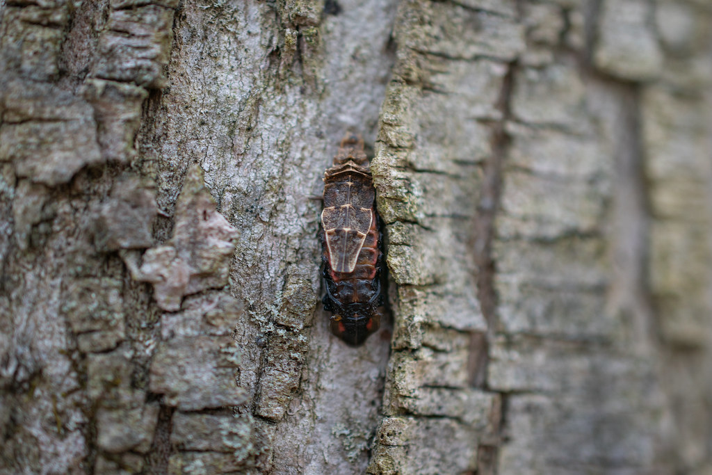 Spring Tree-Top Flasher
