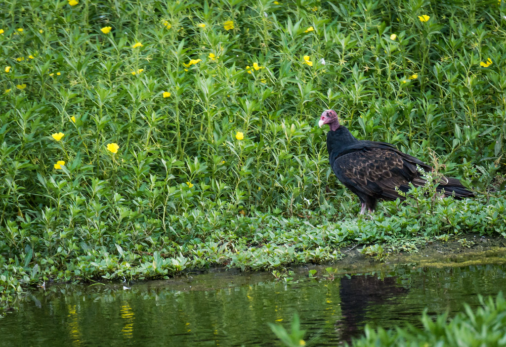 Turkey Vulture (Cathartes Aura)