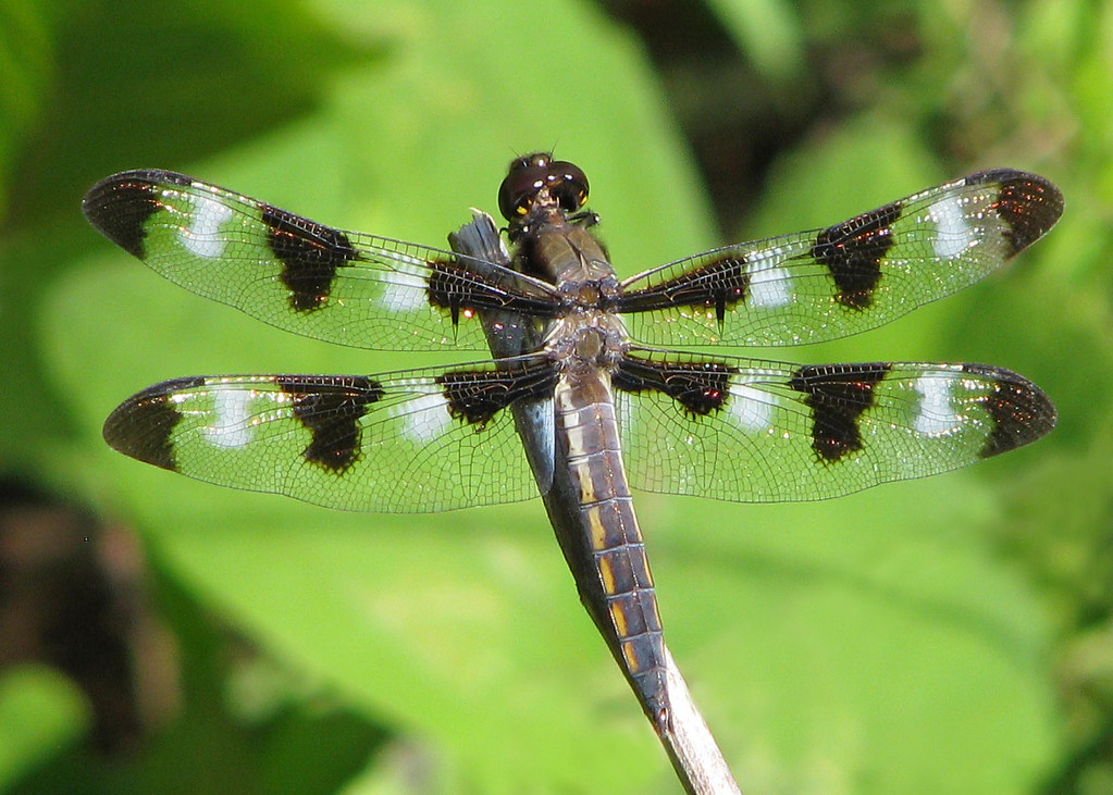 Twelve-Spotted Skimmer