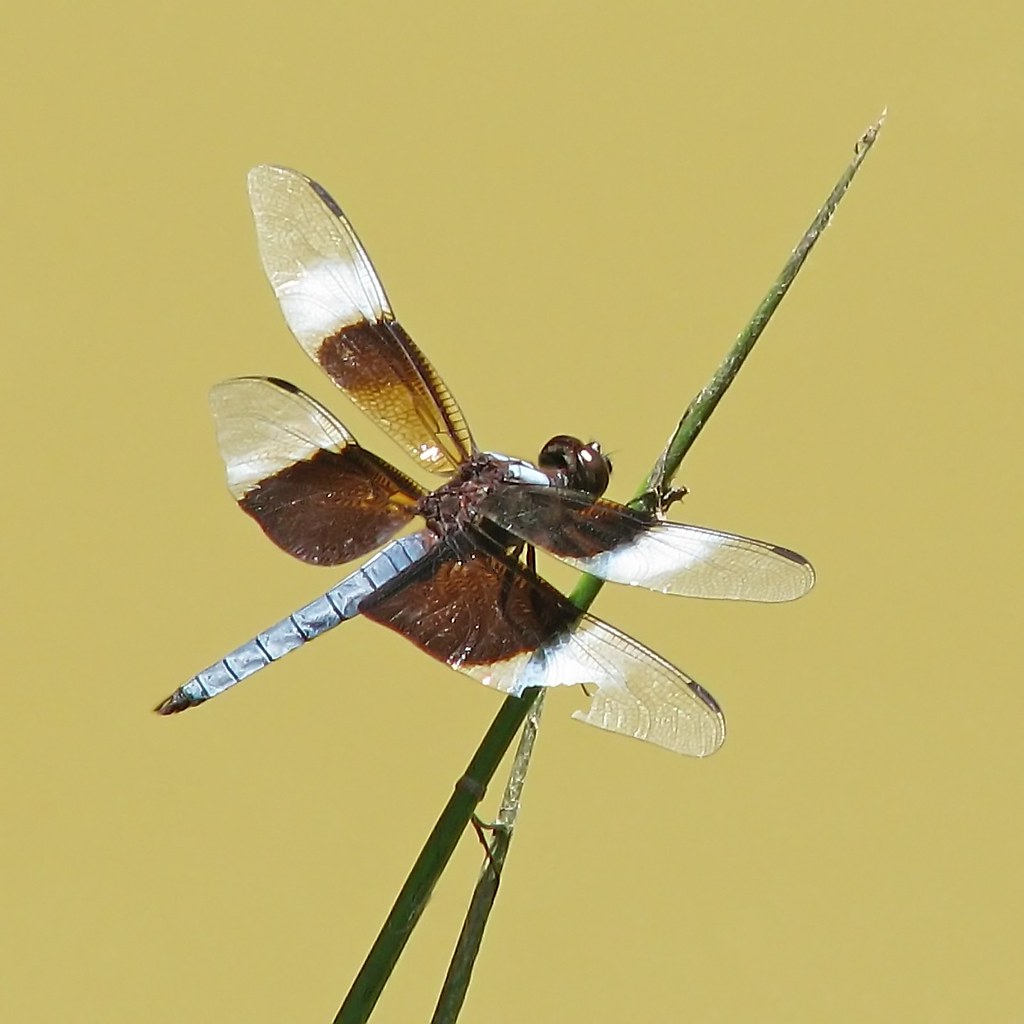 Widow Skimmer