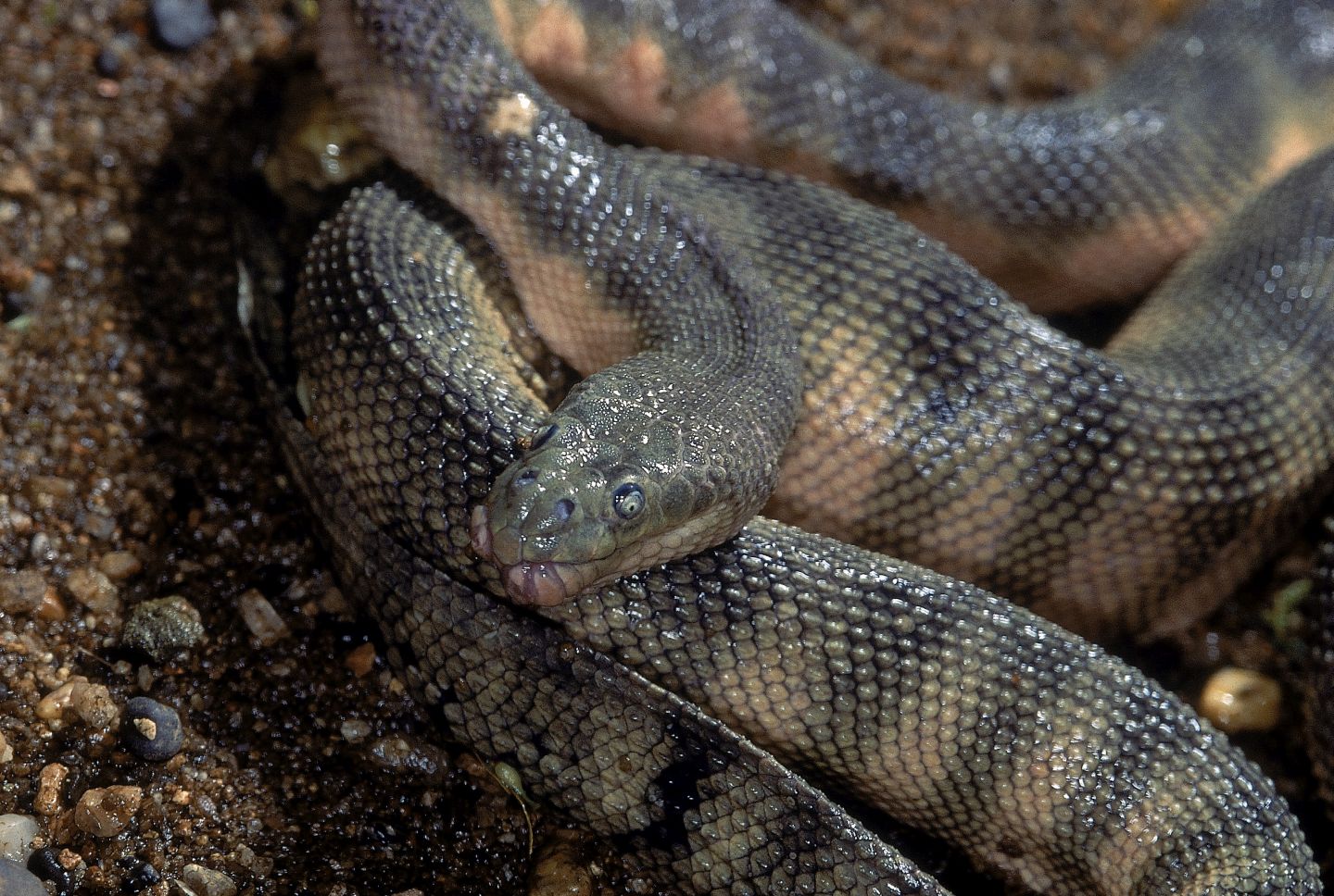 Beaked Sea Snake