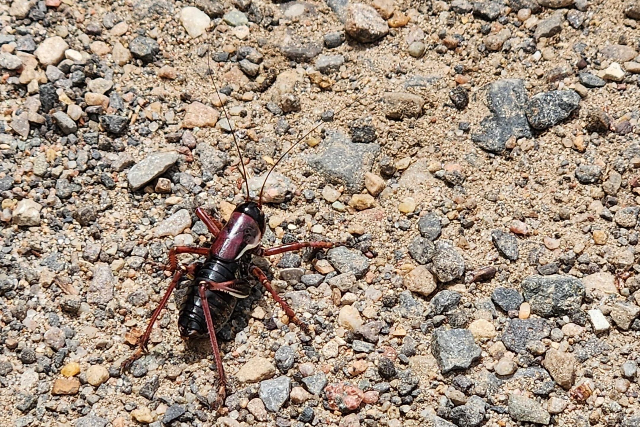 Different Types of Crickets in Colorado