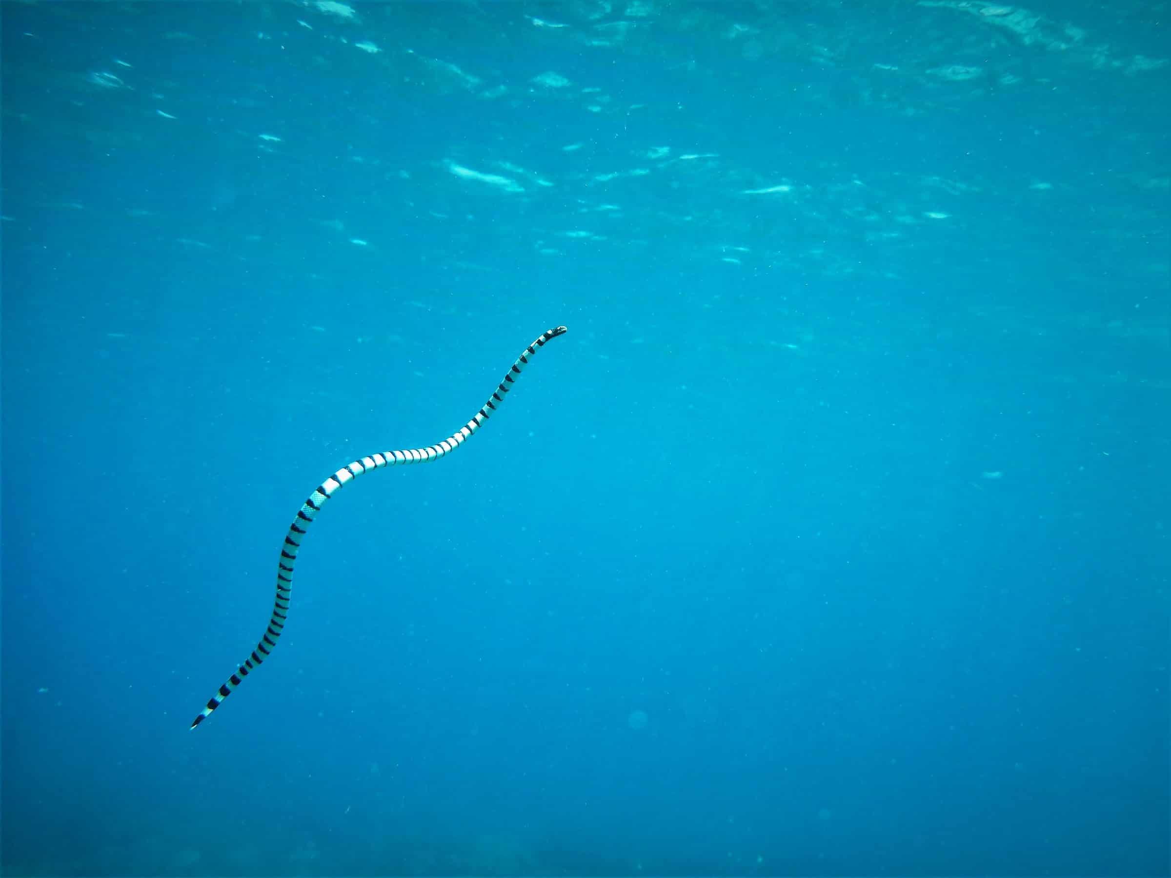 Different Types of Sea Snakes