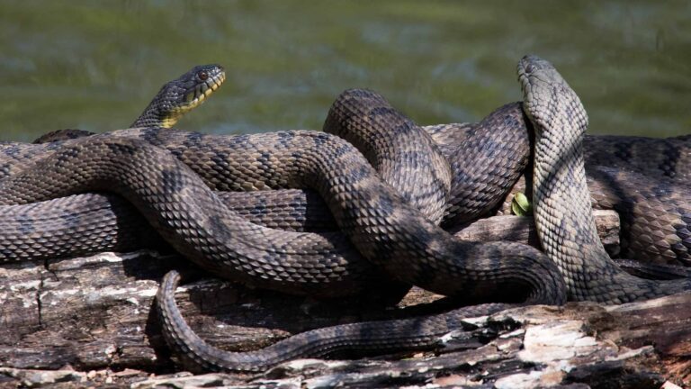 9 Different Types of Water Snakes and Where They Live