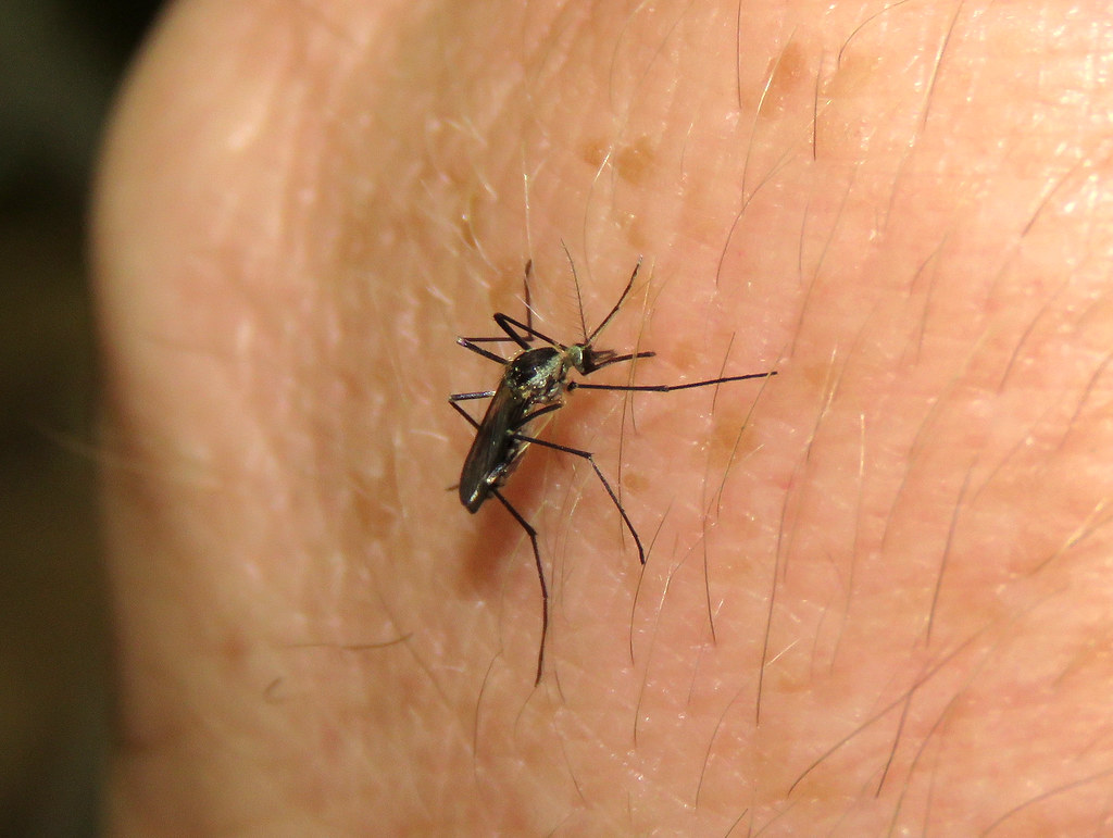 Eastern Tree Hole Mosquito