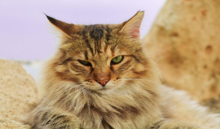 10 Popular Cat Breeds in Germany