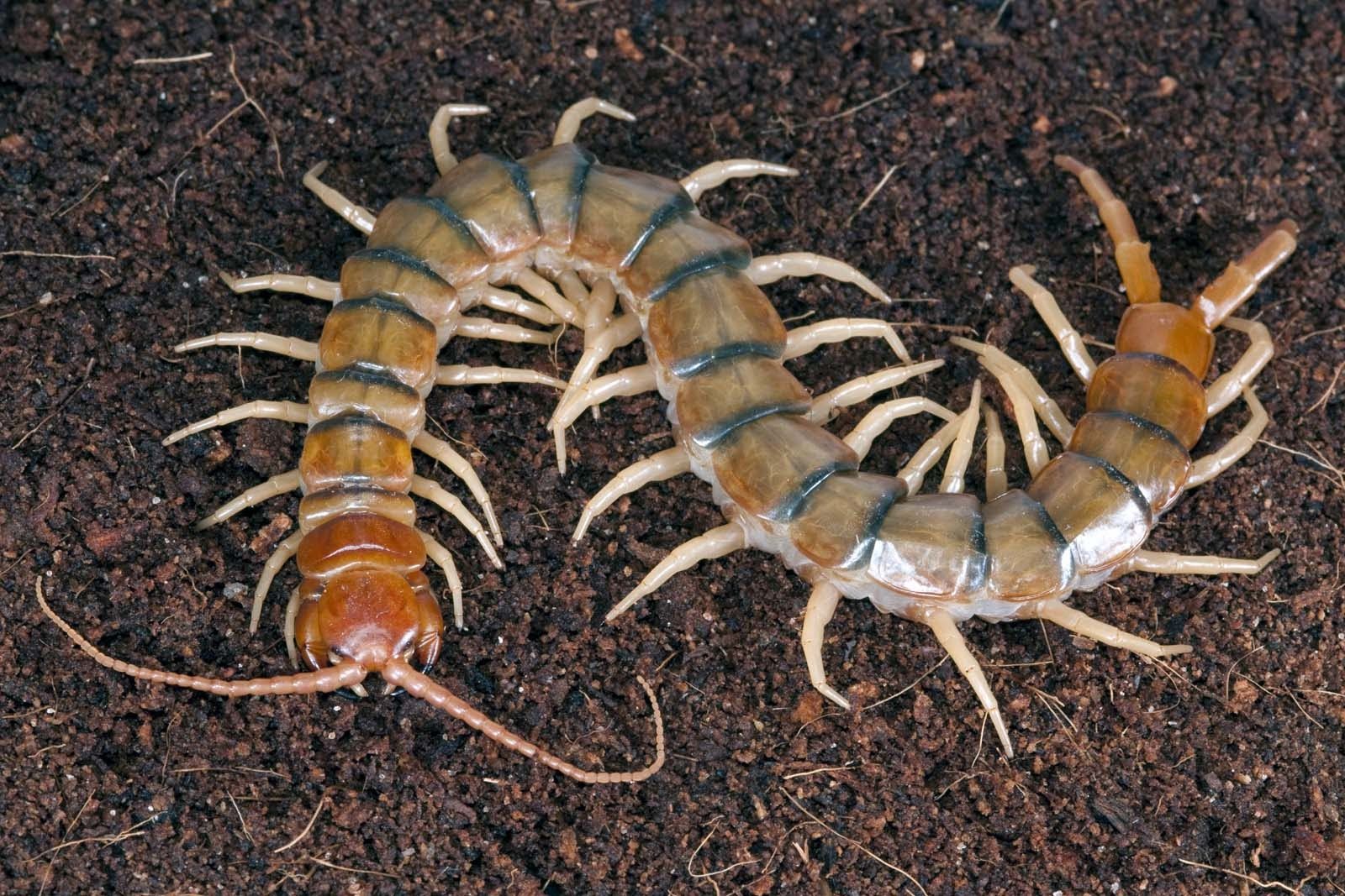 Types of Centipedes in Arkansas