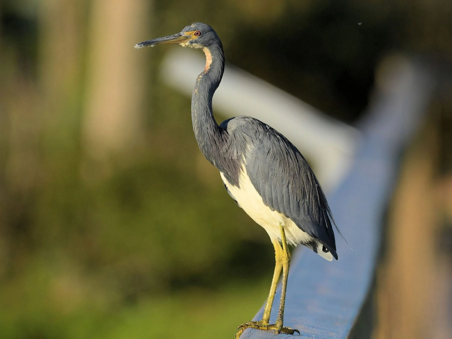 Types of Herons in Illinois