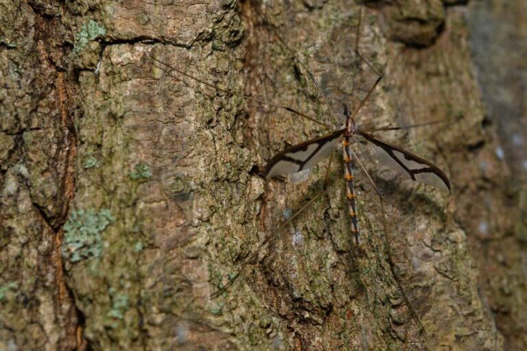 6 Common Mosquito Species Found in Pennsylvania