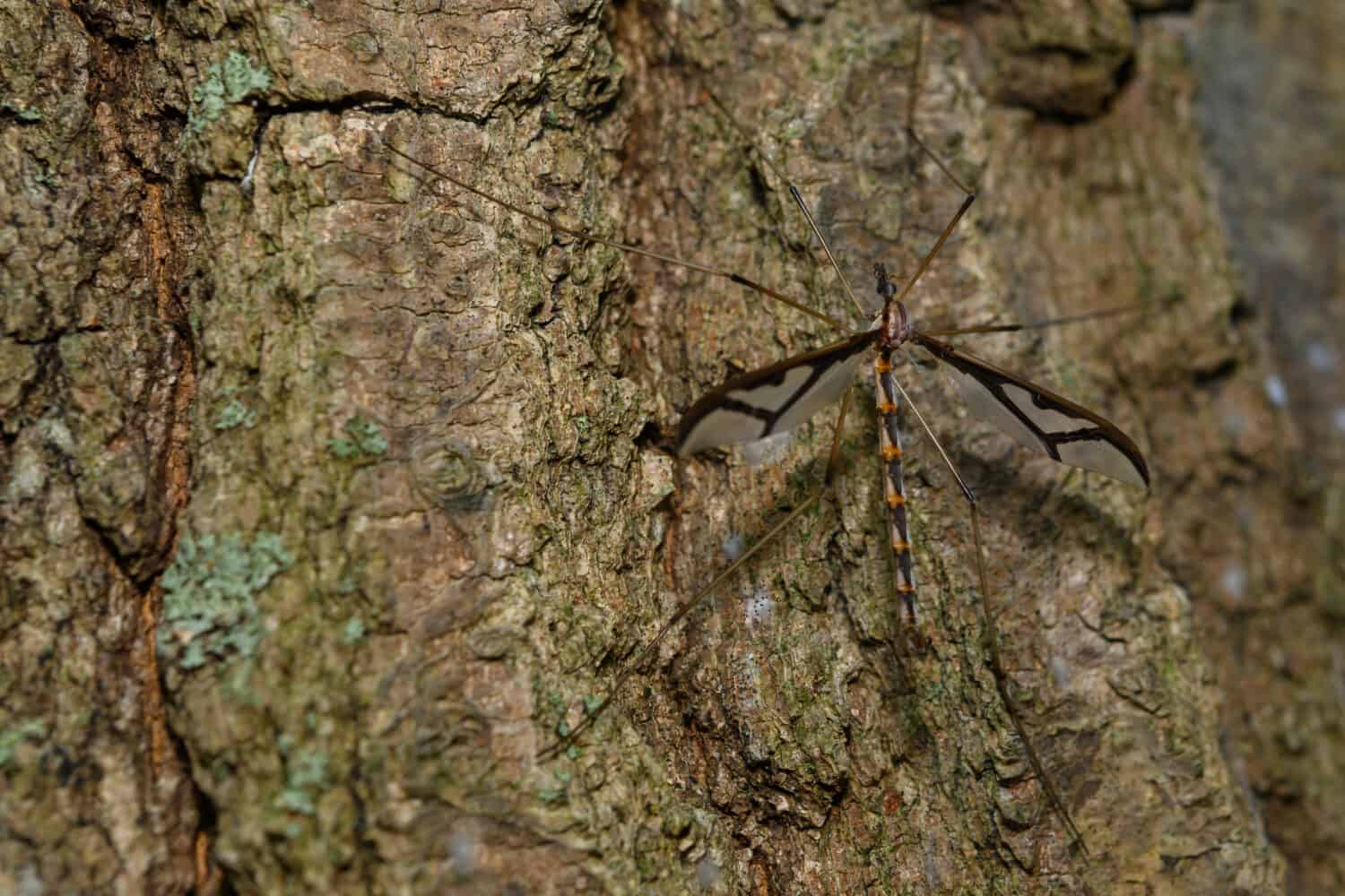 Types of Mosquitoes in Pennsylvania