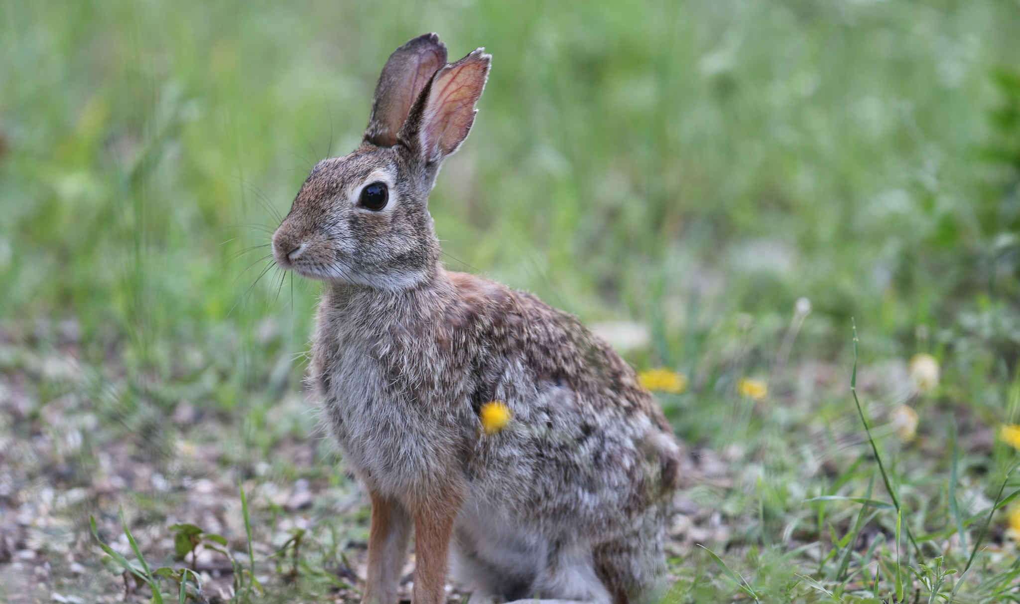 Types of Rabbits in Texas