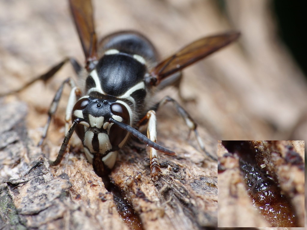 Bald-Faced Hornet