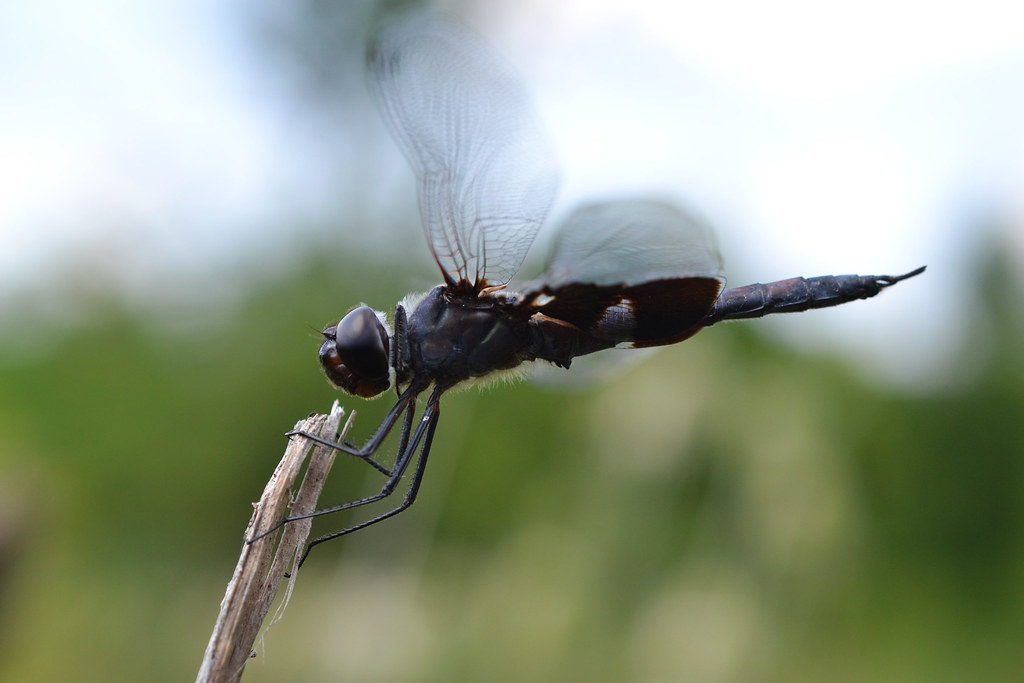 Black Saddlebags