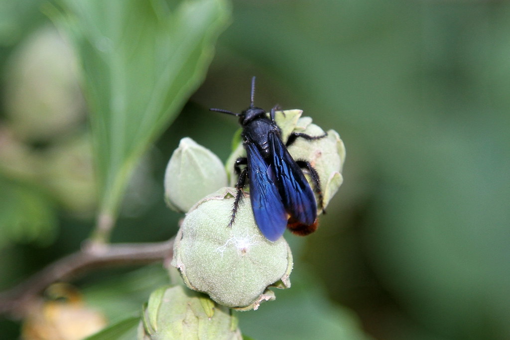 Blue-Winged Wasp