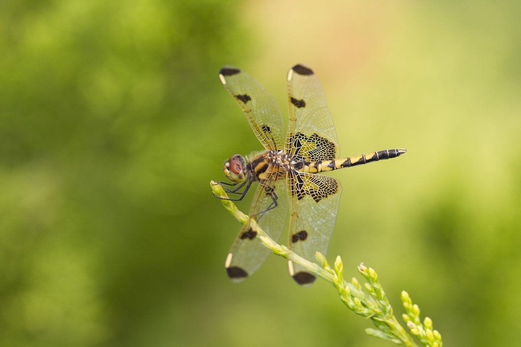 Calico Pennant