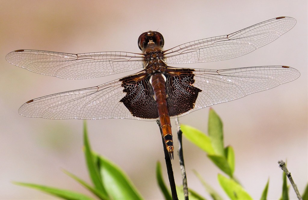 Carolina Saddlebags