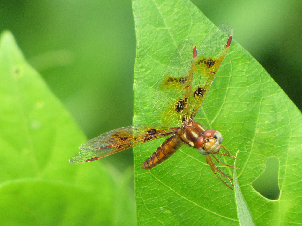 Eastern Amberwing