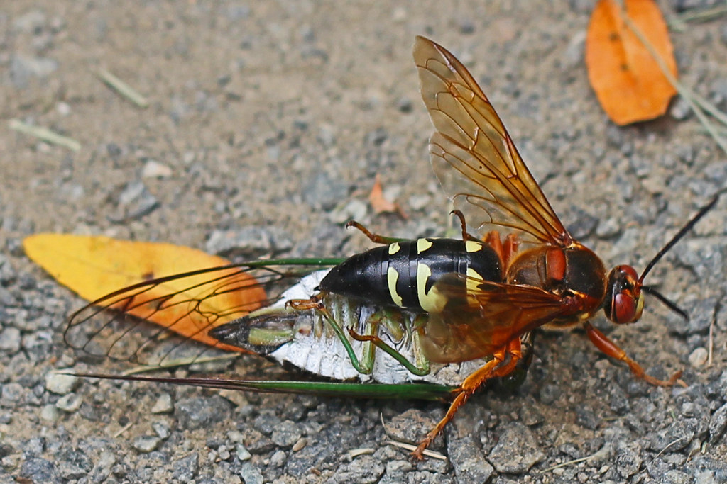 Eastern Cicada Killer