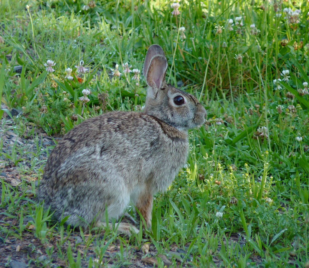 Eastern Cottontail