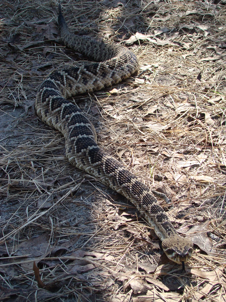 Eastern Diamondback Rattlesnake