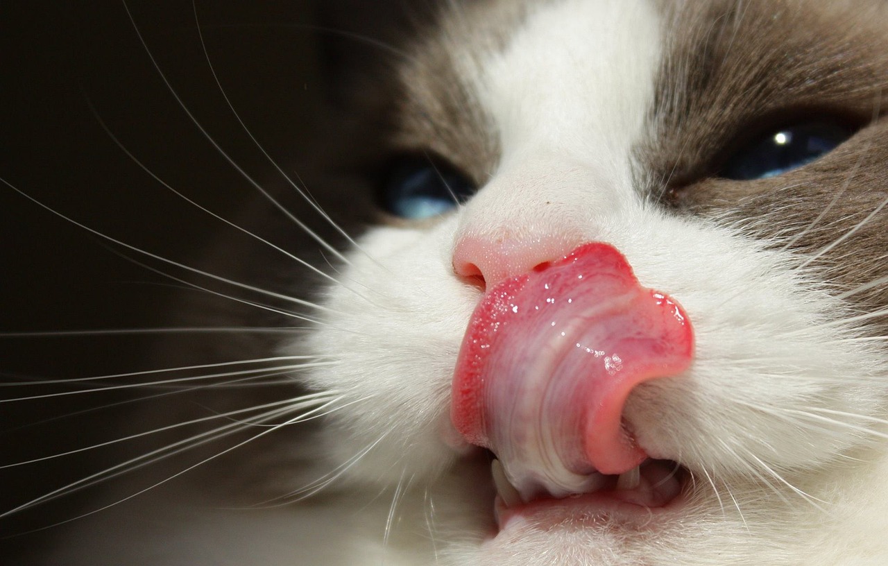 Facts About Cat Tongue