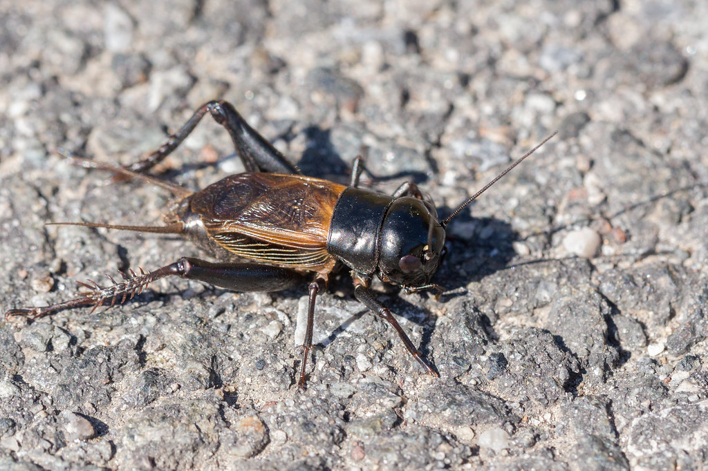 Fall Field Cricket