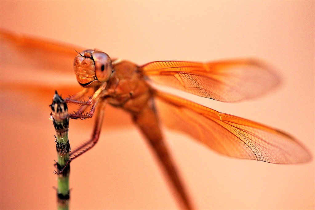 Flame Skimmer