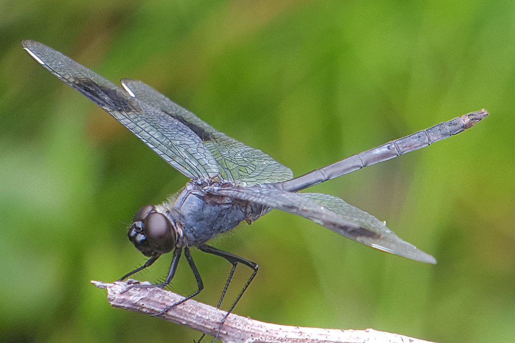 Four-Spotted Pennant