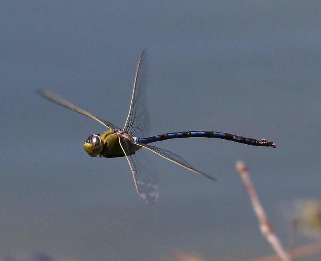 Giant Darner