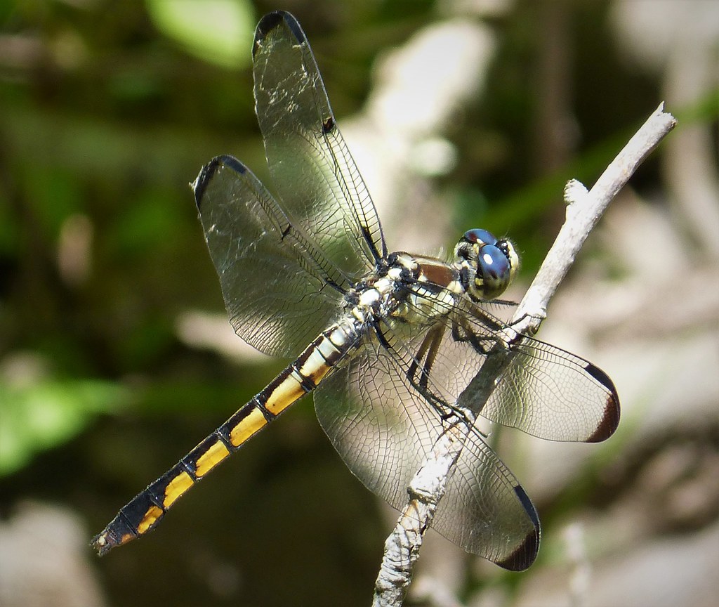 Great Blue Skimmer