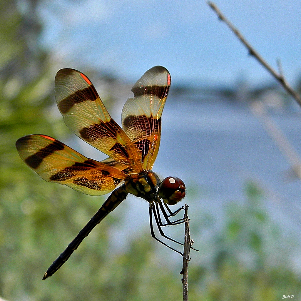 Halloween Pennant