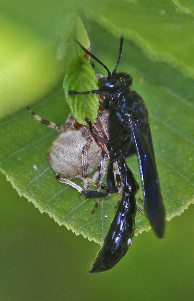 Mud Dauber