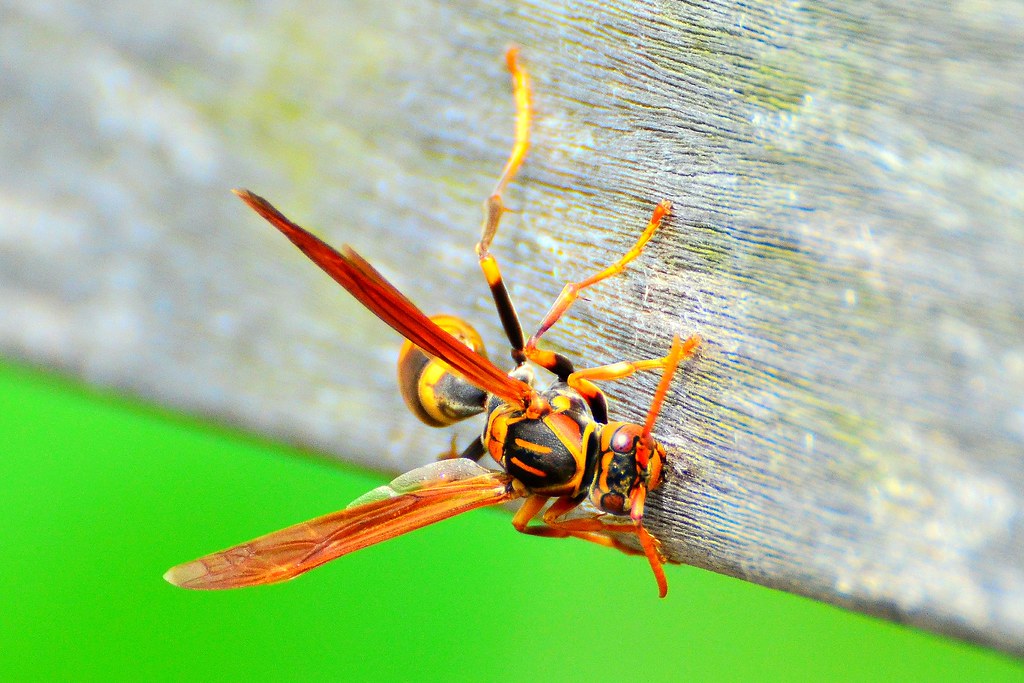 Paper Wasp