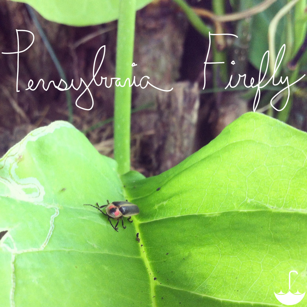 Pennsylvania Firefly
