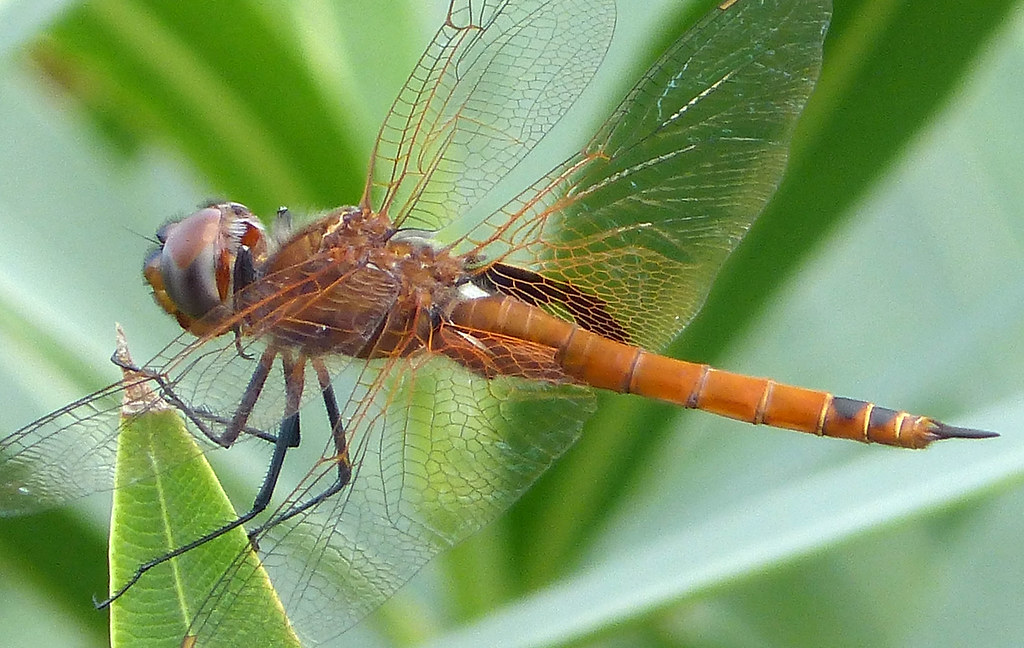 Red Saddlebags