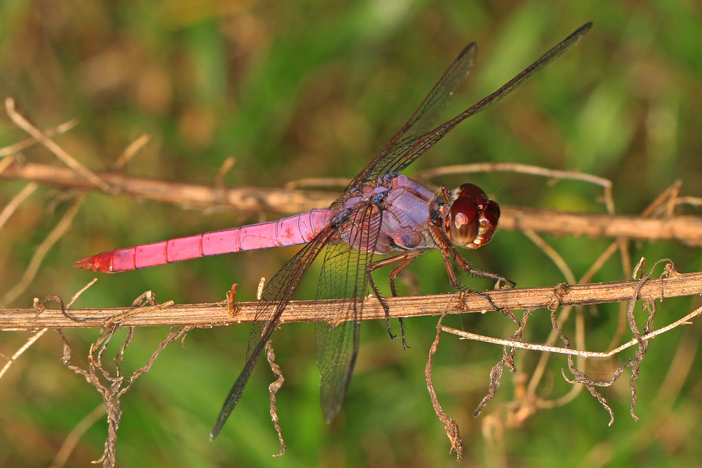Roseate Skimmer