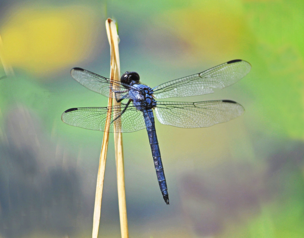 Slaty Skimmer