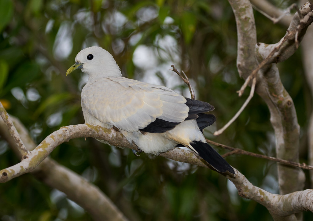 Timor Imperial Pigeon